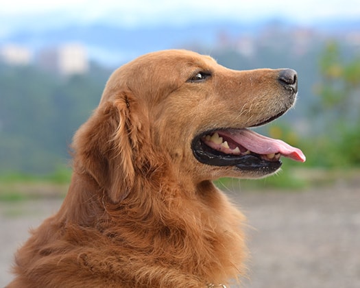 Golden Retriever