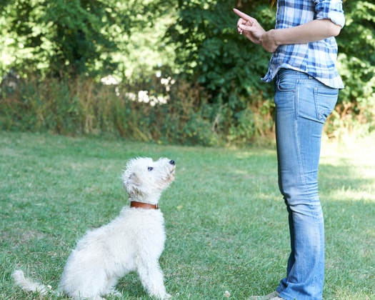 Hundeerziehung eines Welpen, Hund und Herrchen im Hundetraining