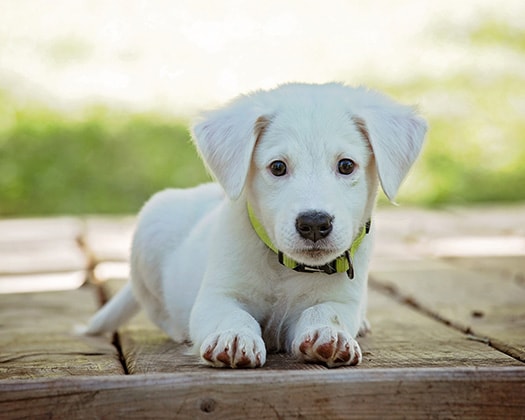 Labrador Retriever Welpe